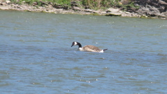 Branta canadensis