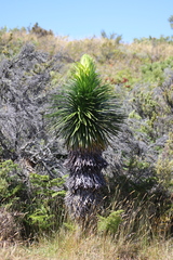 Argyroxiphium grayanum