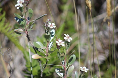 Geranium cuneatum tridens