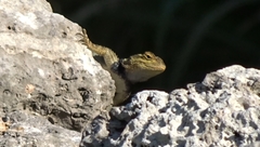 Sceloporus serrifer