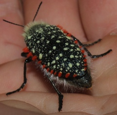 Julodis cirrosa cirrosa
