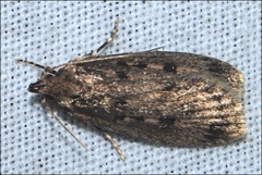 Barea codrella