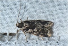 Barea confusella