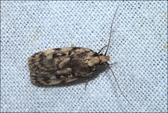Barea exarcha