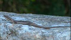 Marisora lineola