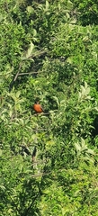 Turdus migratorius image