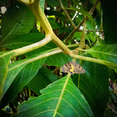Pantherodes pardalaria