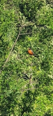 Turdus migratorius image