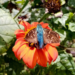 Urbanus proteus