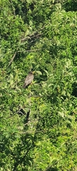 Turdus migratorius image