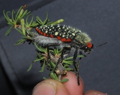 Julodis cirrosa cirrosa