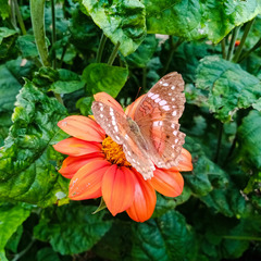 Anartia amathea