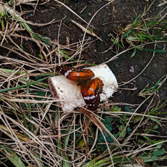 Anartia amathea