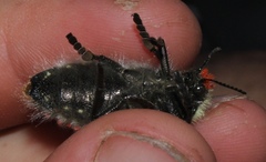 Julodis cirrosa cirrosa