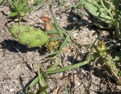 Opuntia drummondii