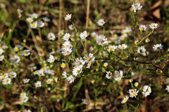 Symphyotrichum pilosum pilosum