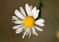 Symphyotrichum pilosum pilosum