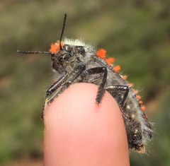 Julodis cirrosa cirrosa