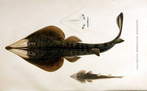 Chola Guitarfish