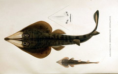 Chola Guitarfish photo 5
