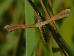 Exelastis montischristi