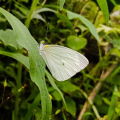 Leptophobia aripa