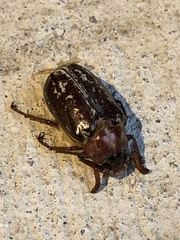 Polyphylla variolosa