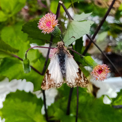 Heliopetes laviana