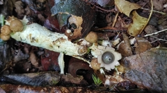 Geastrum