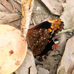 Lepidoptera