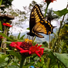 Papilio polyxenes americus