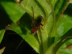 Pimpla marginella