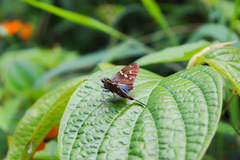 Urbanus proteus