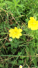 Oenothera