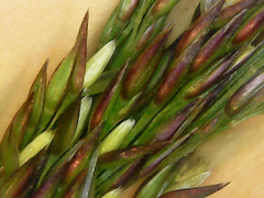 Molinia caerulea caerulea