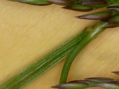 Molinia caerulea caerulea