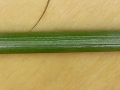 Molinia caerulea caerulea