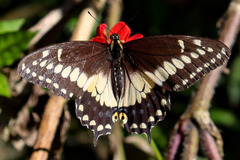 Papilio polyxenes americus