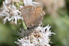 Callophrys spinetorum