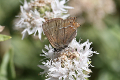 Callophrys spinetorum