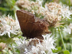 Callophrys spinetorum