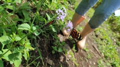 Hypothyris euclea valora