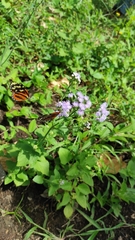 Hypothyris euclea valora