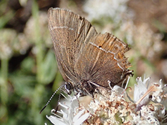 Callophrys spinetorum