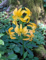 Lilium hansonii