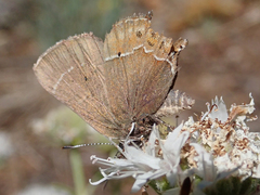 Callophrys spinetorum