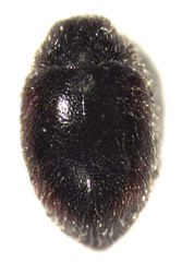 Scymnus blackburni