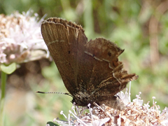 Callophrys spinetorum