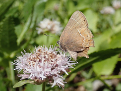 Callophrys spinetorum