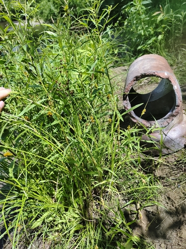 Carex crawfordii iNat (3)